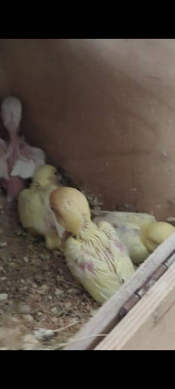 Decino into Albino red Eyes pair with 4 chicks 2