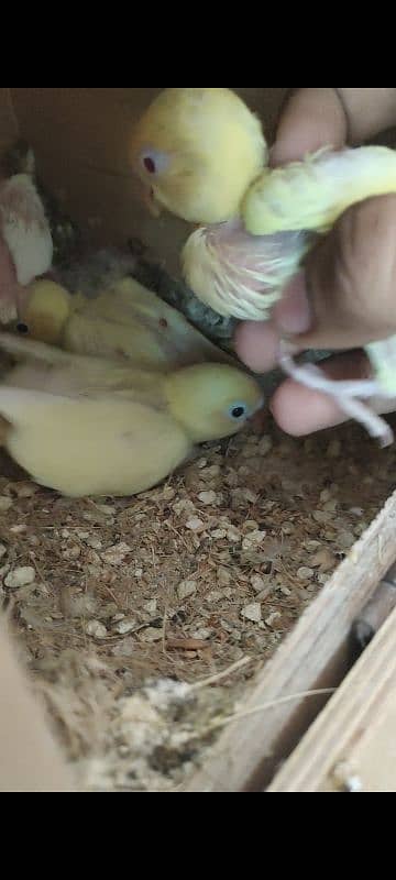 Decino into Albino red Eyes pair with 4 chicks 3