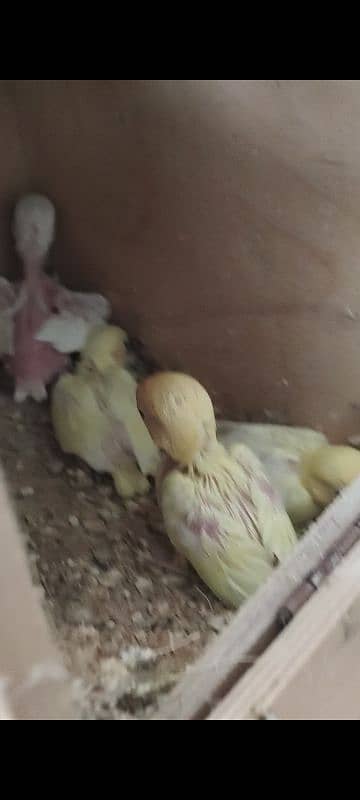 Decino into Albino red Eyes pair with 4 chicks 4