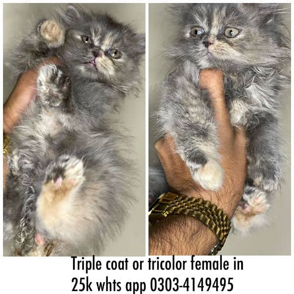 triple coat with tricolor female kitten 0