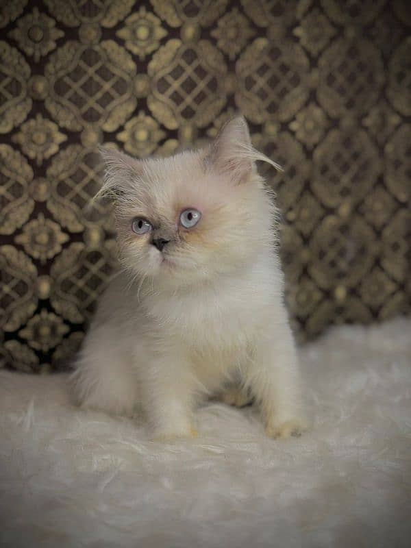 Fluffy kittens    LookinG for new home 2