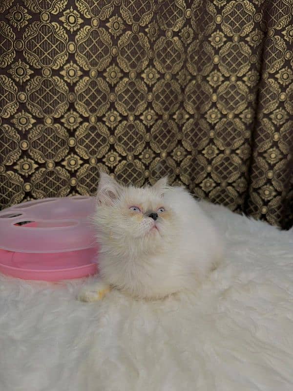 Fluffy kittens    LookinG for new home 3