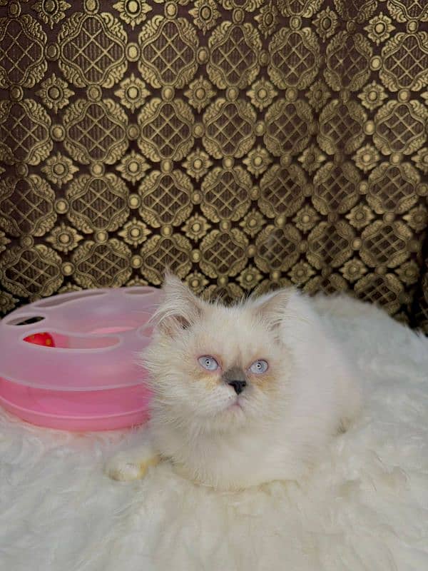 Fluffy kittens    LookinG for new home 10