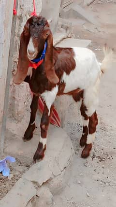 Bakra patera  urgent sale