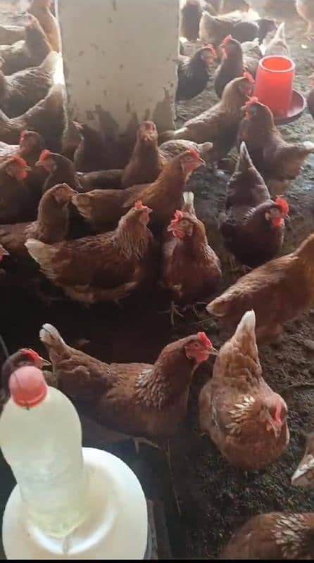 lohman brown |lohman brown hen | lohman murghi | eggs laying hens |egg 1