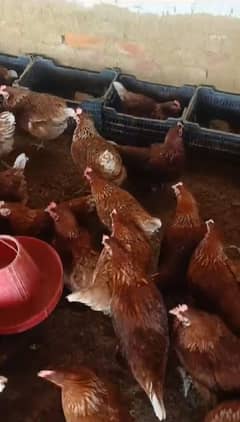 lohman brown |lohman brown hen | lohman murghi | eggs laying hens |egg