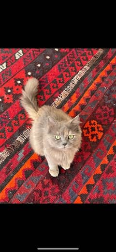 1 Persian cat for sale