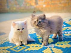 Persian punch face and Sami punch face kitten