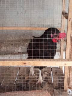 Australorp