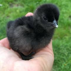 hen egg and chicks chozy available ayam cemani semani