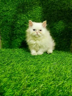 Persian kitten available looking for new home