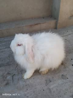 Fancy breeder male rabbit