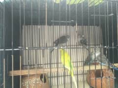 black wing male or 4 baby black wing 2 month good qulity