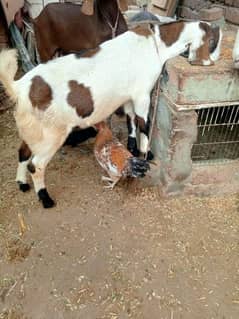 one male and one female ak female sheep