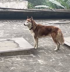 Brown Husky For Sale