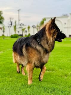 Triple Coat German shepherd