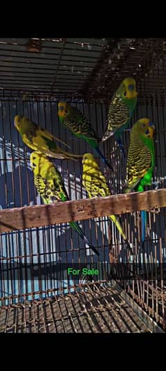 All parrots for sale one pair 700.