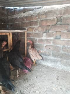 four hen for sale