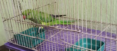 green parrot / parrot for sale