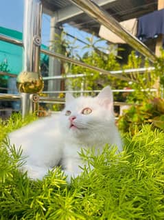 pure white Persian kitten