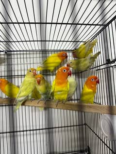 ttile : Lutino /Albino/ Fisher /Black /blue Mask birds available