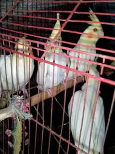 Common white Cockatiel available