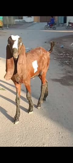 desi bakra