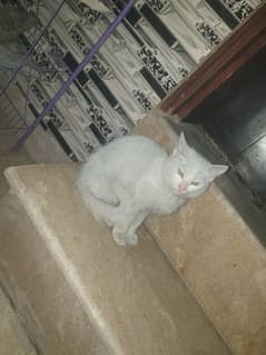 Female percian kitten for sale