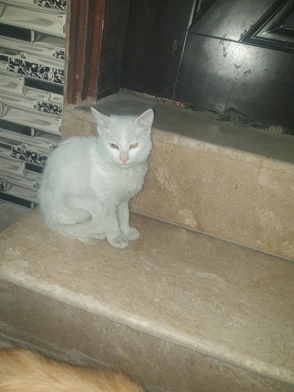 Male percian kitten for sale 1