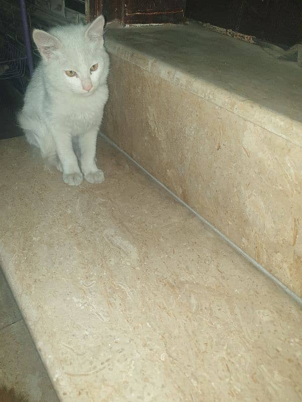 Male percian kitten for sale 2