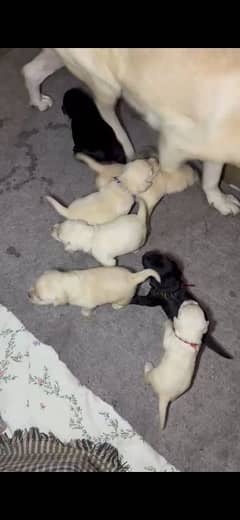 LABRADOR PUPPIES MALE & FEMALE