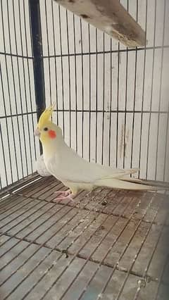 cocktail- love birds - 100% breeder pair available 03143077582