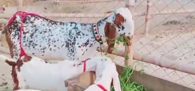 Desi Bakri 3 bacchon Ke Sath For Sale Call On 0322,6643435