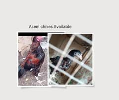 Aseel chikes 4 sale