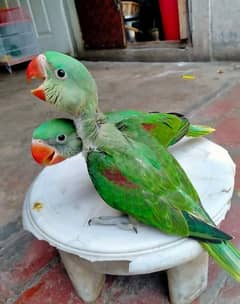 parrots for sale 03430448280