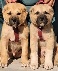 king kurdish kangal security dog pair 2 month for sale