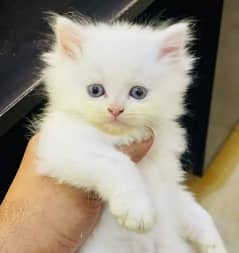 Persian cat for Sale My WhatsApp number 0326/74/83/089