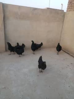 Ayam Cemani gray tongue young pair 03006882275