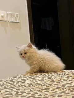 Persian kitten / triple coated /cute / ragdol