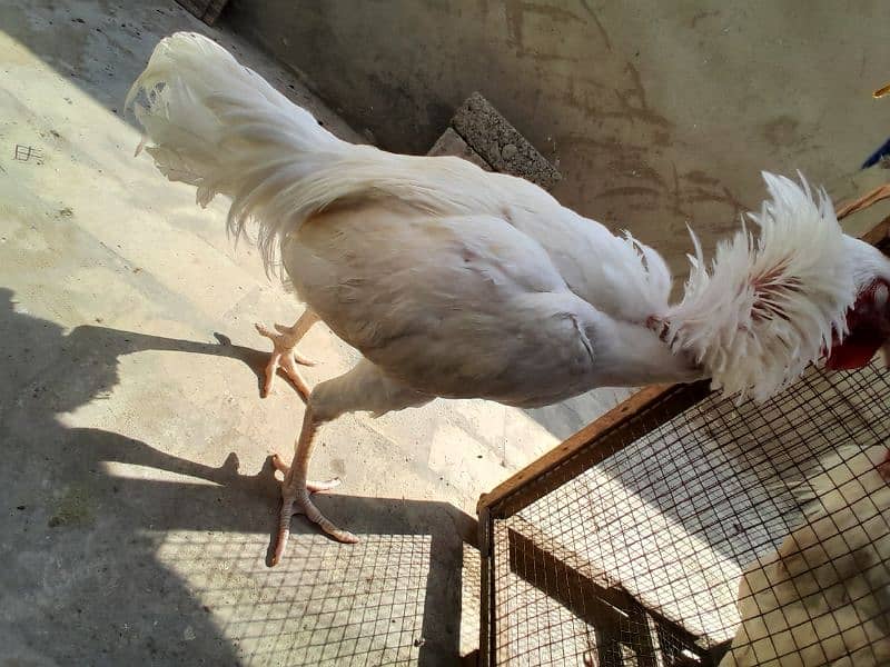 White heera male 1