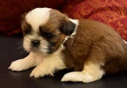 Shih Tzu / Shitzu Pedigreed Puppy For Sale