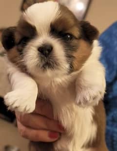 Shih Tzu / Shitzu Pedigreed Puppy For Sale