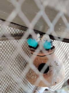 Australian parrot , finches