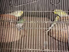 Simple Bajri/Budgies breeder pairs for sale.