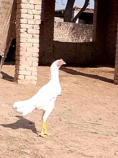 White aseel long hight patha  for sale