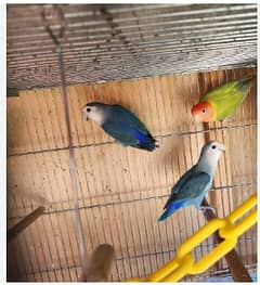 active and healthy parrot for sale love birds