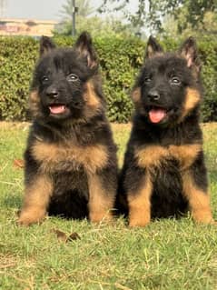 German Shepherd two puppies for sale call on 0313,4935016