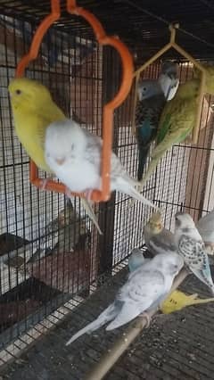 Australian Birds for sale