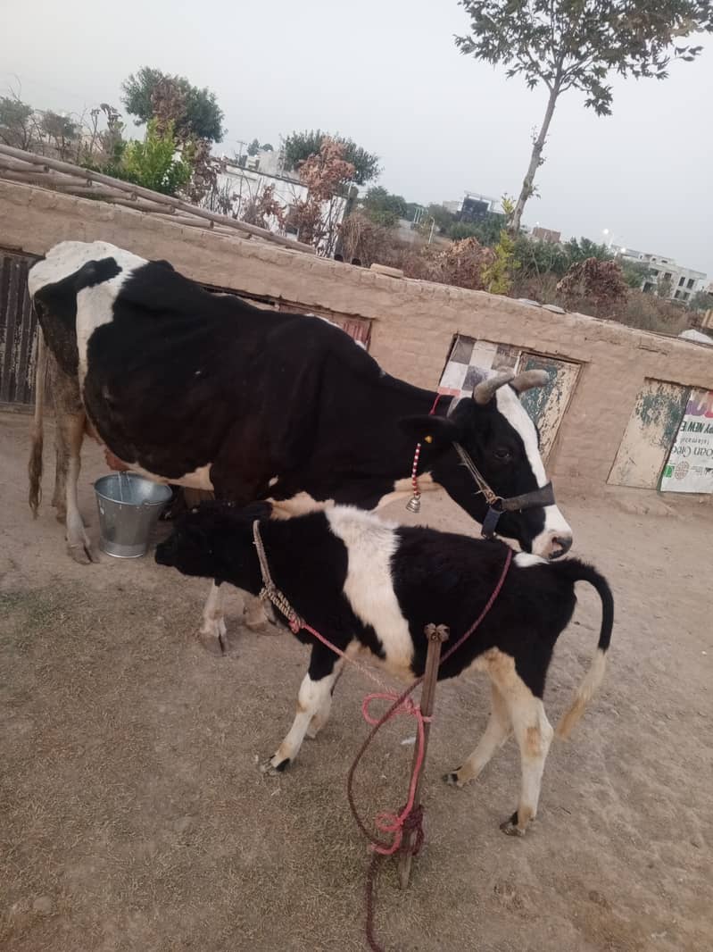 2 khobsorat cow achi nasal ke hain 0