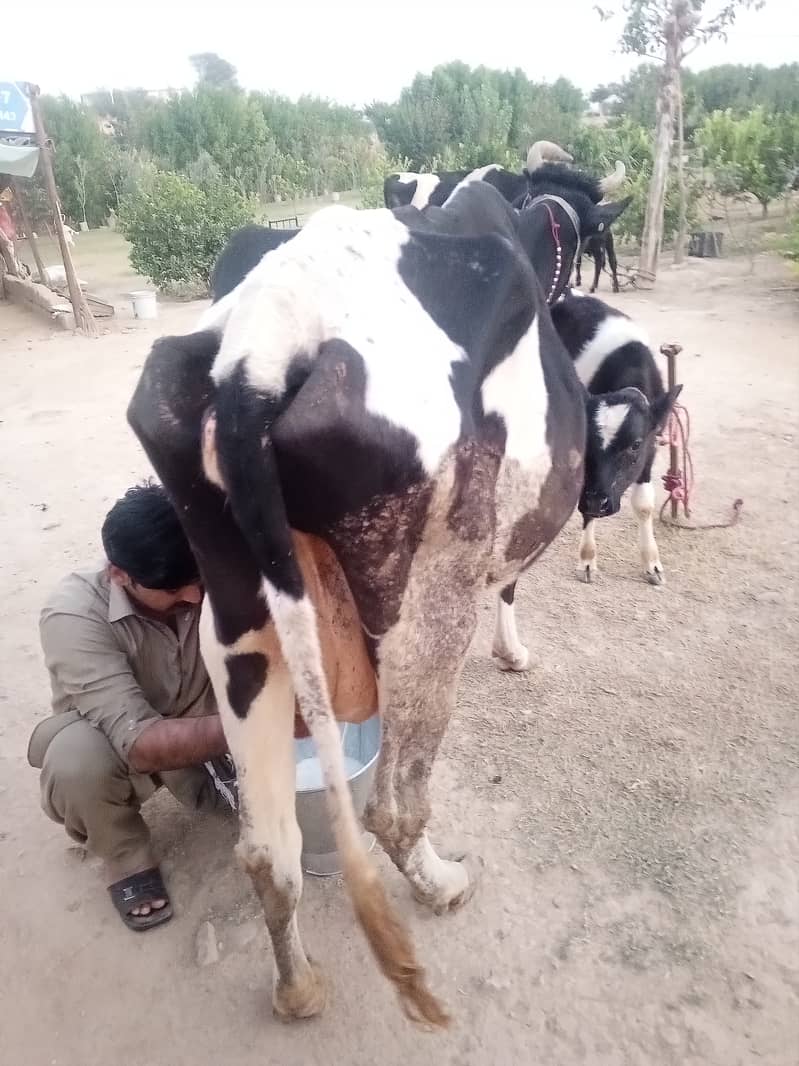 2 khobsorat cow achi nasal ke hain 1